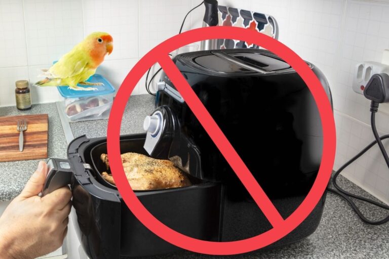 Are Air Fryers Bad for Birds, Other Safety Tips