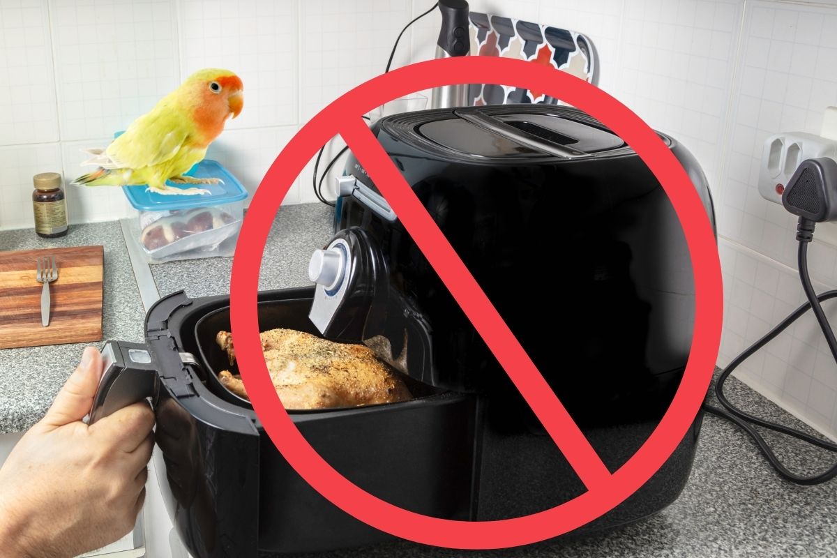 Are Air Fryers Bad for Birds