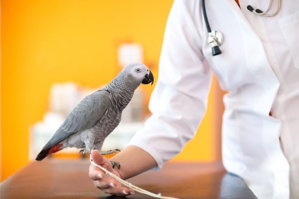 Bird Veterinarian