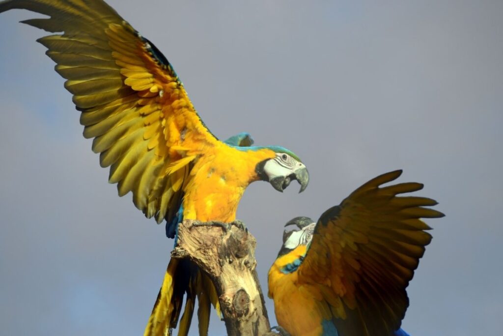 Macaws Fighting