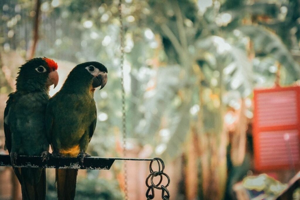 Do Parrots Need a Companion