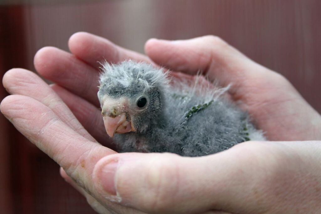 Baby Green Kakariki