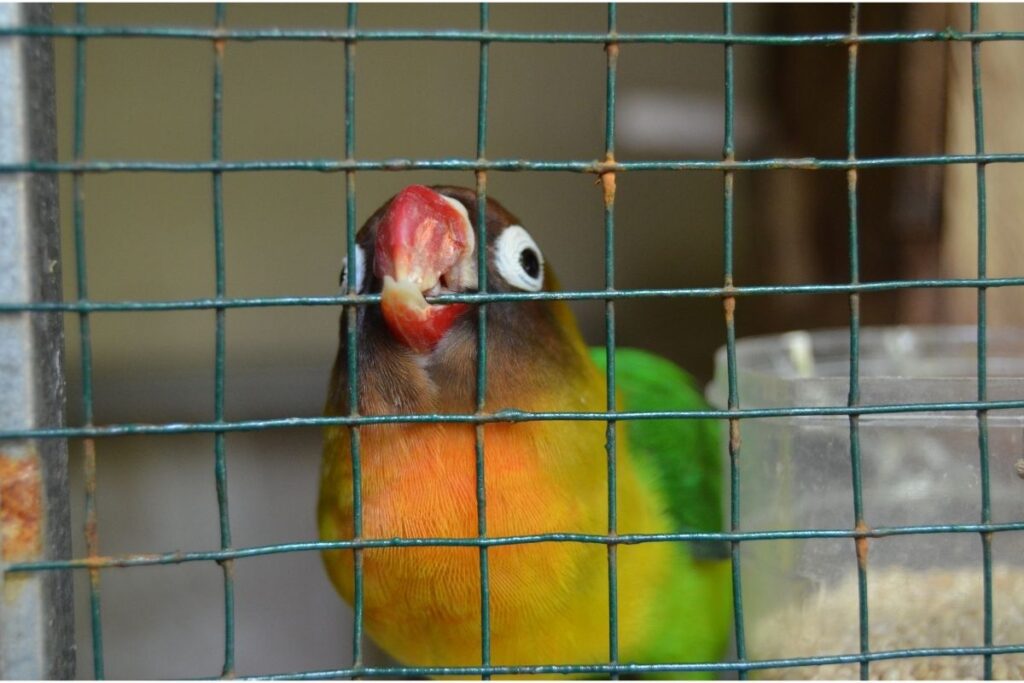 Bird Biting Cage