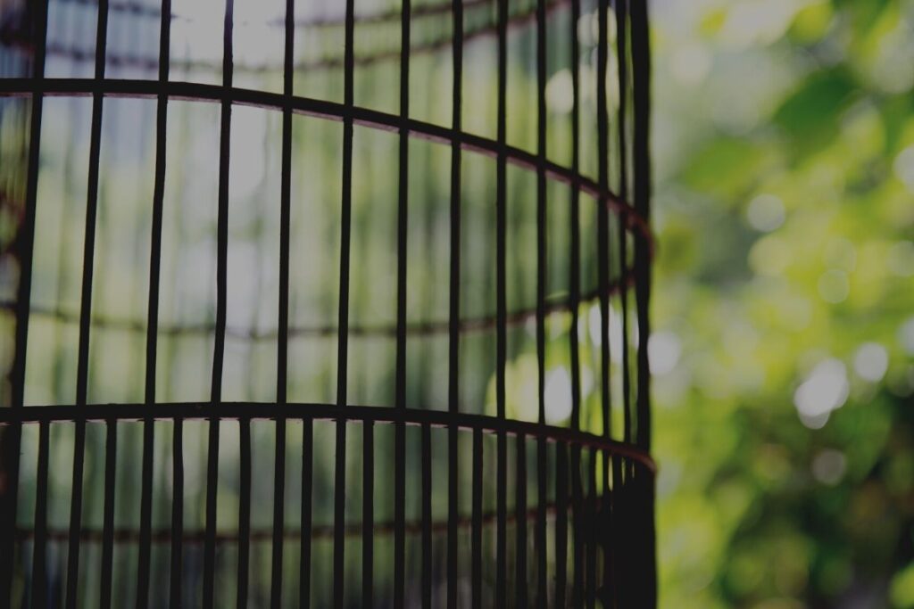 Bird Cage in the Dark