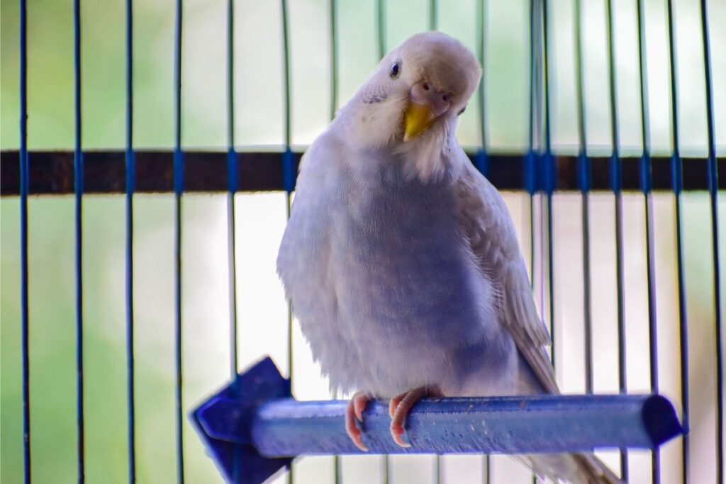 Bird on a Perch