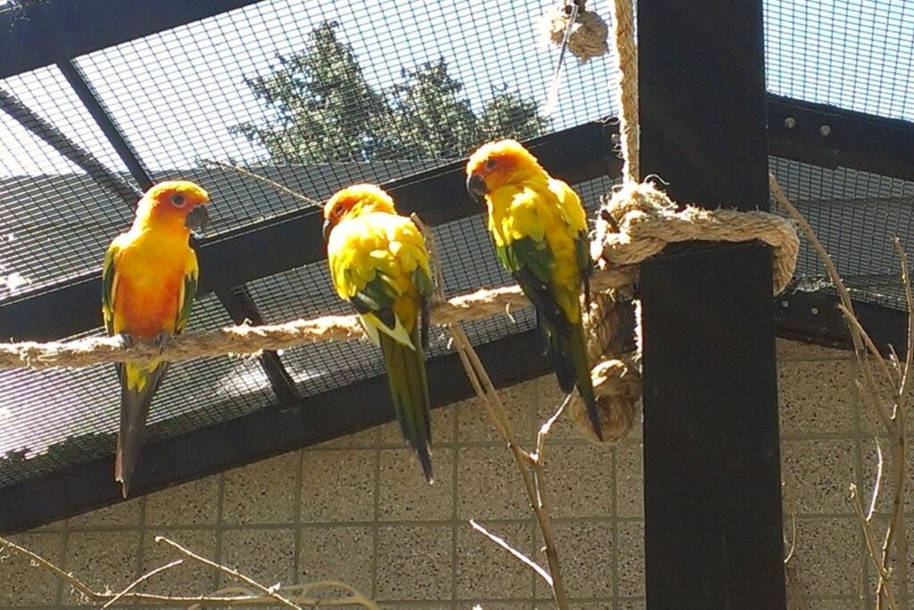 Birds in Large Enclosure
