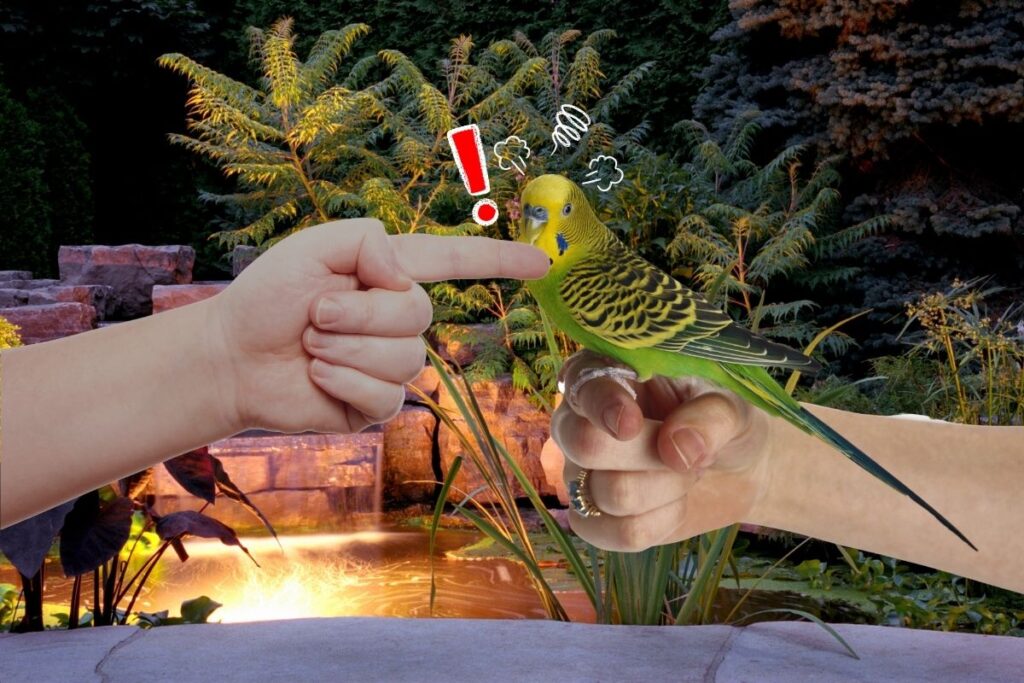 Does a Parakeet Bite Hurt Petsmopolitan