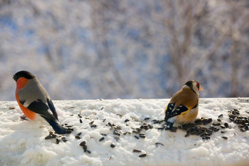 Eurasian Bullfinch & European Goldfinch Winter