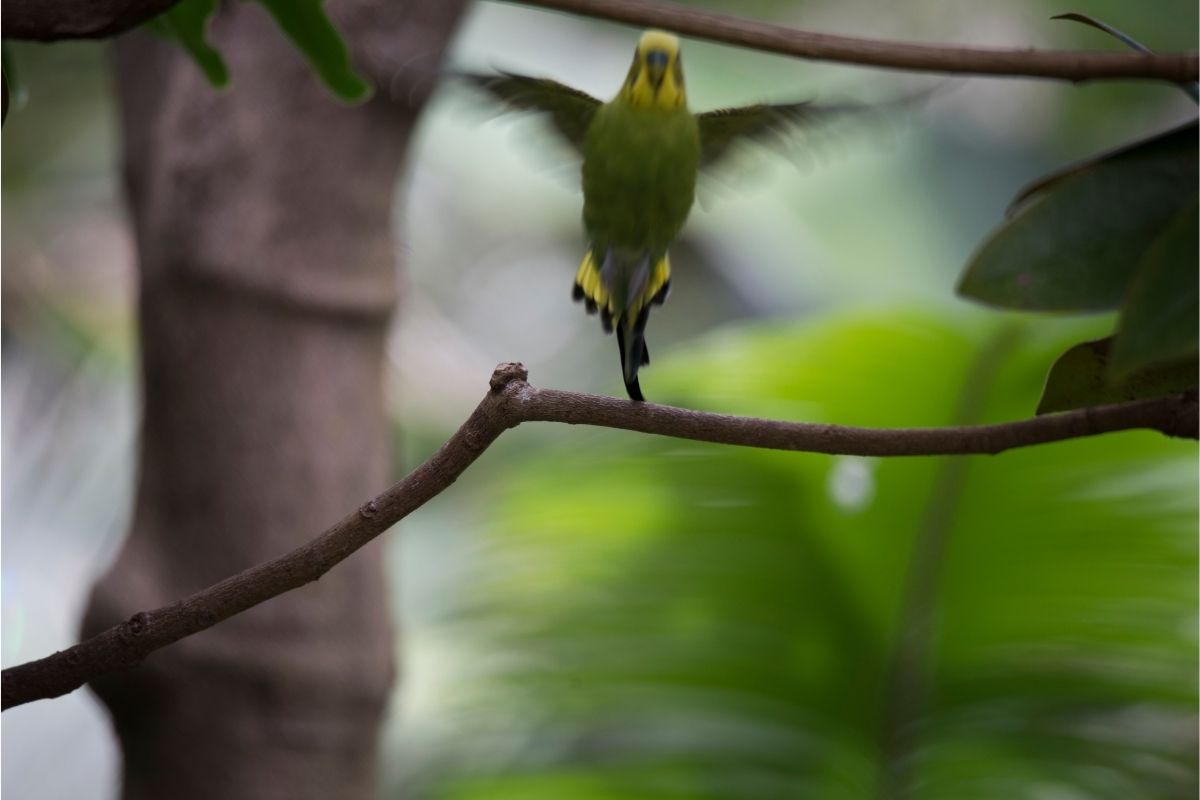 Flying Budgerigar