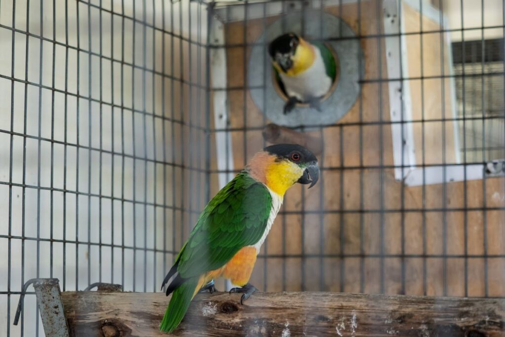 Green-Cheeked Parrot in Cage