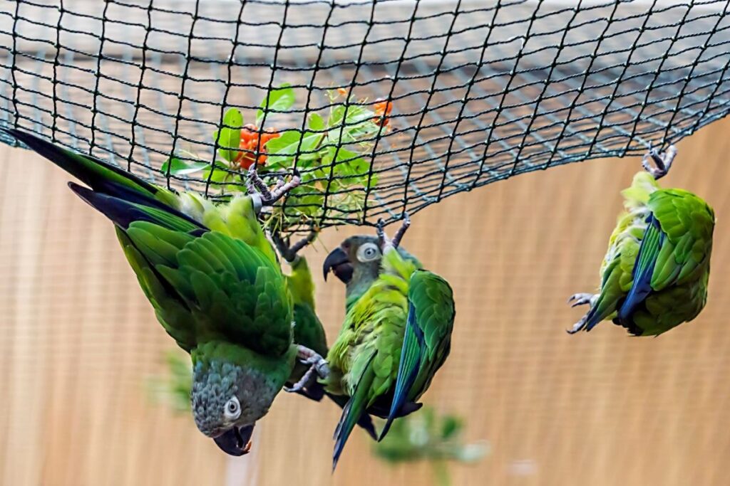 Green Parrots Hanging