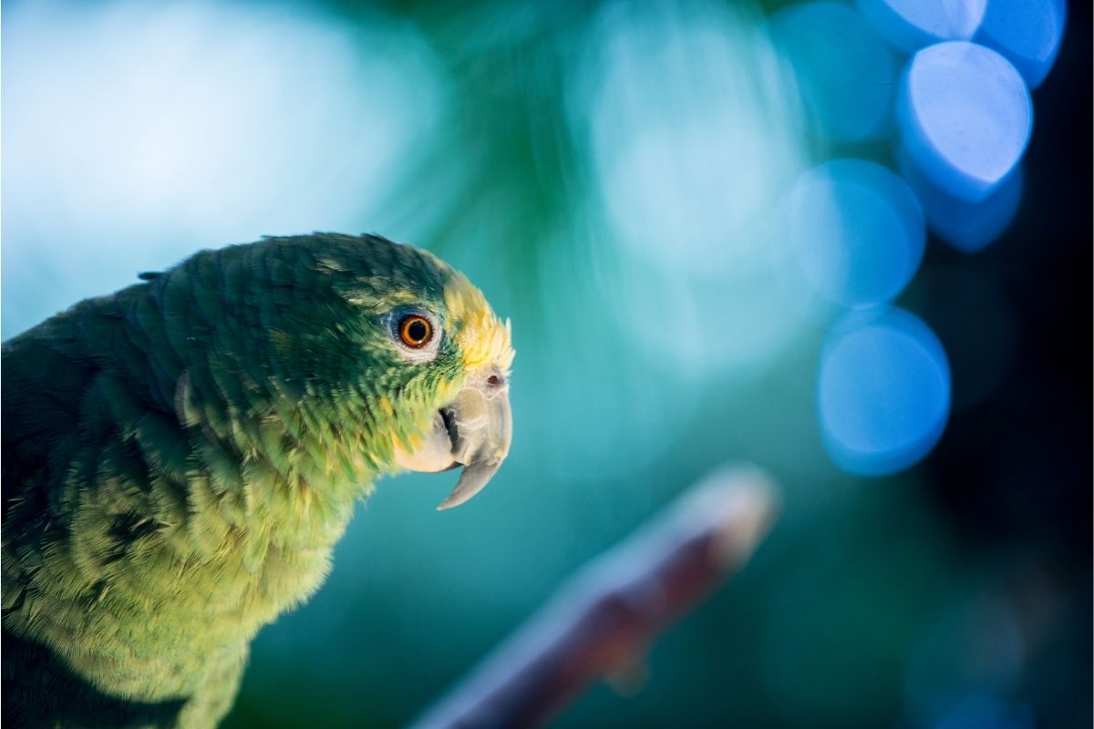 A Parakeet at Night