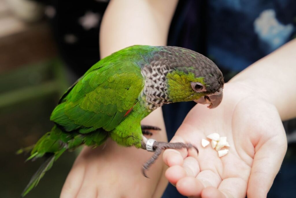 Feeding Parakeet by Hand