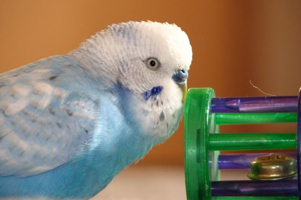 Parakeet Playing With a Toy
