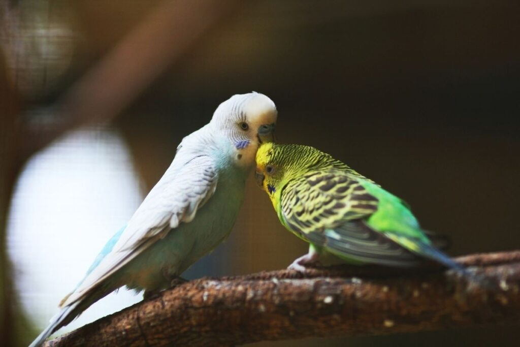 Parakeet Preening Another