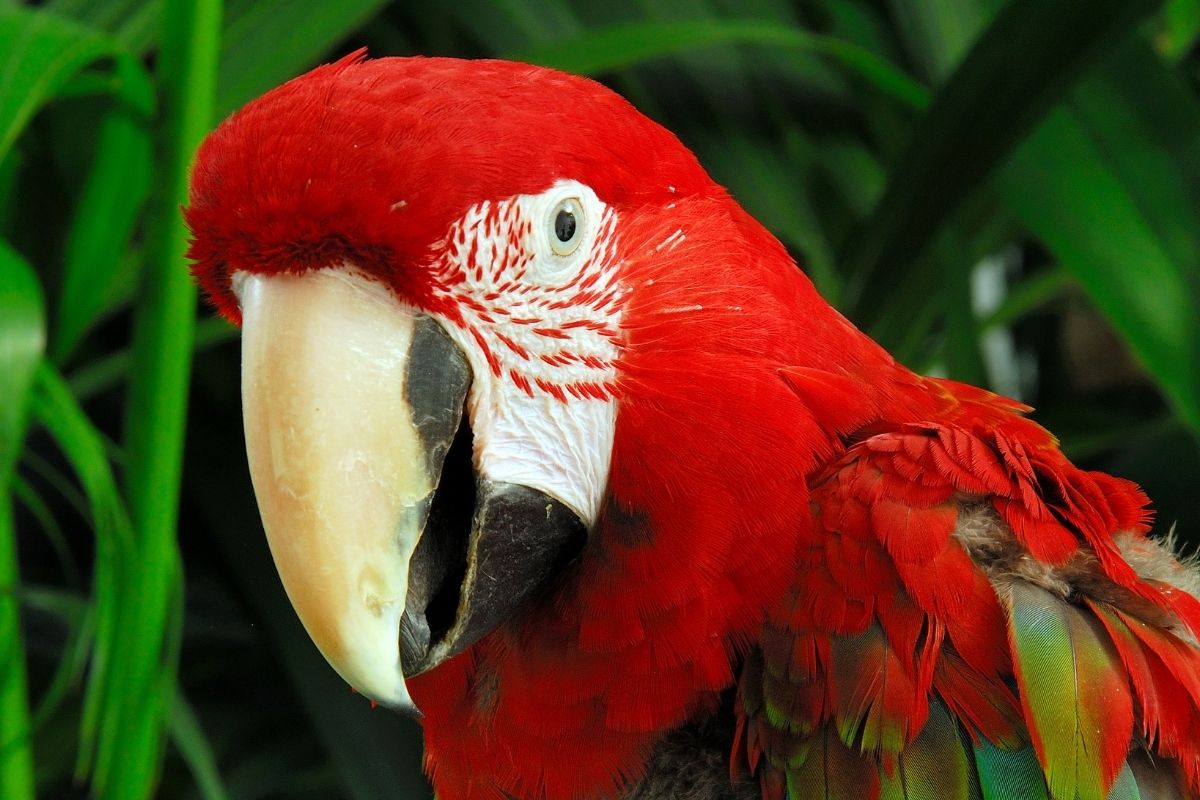 Scarlet Macaw