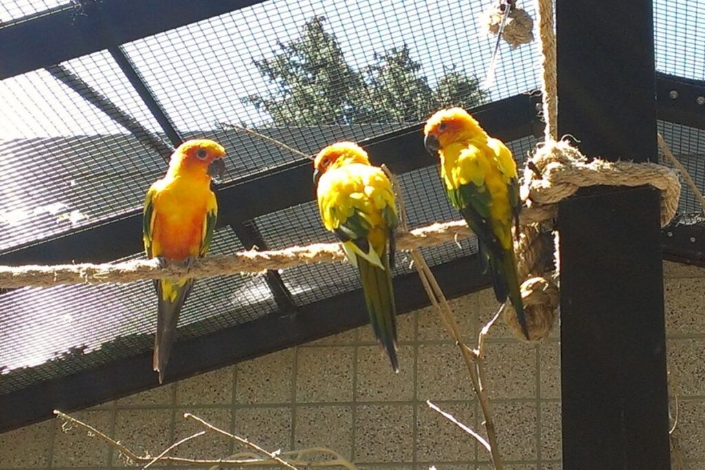 Sun Conures in Aviary