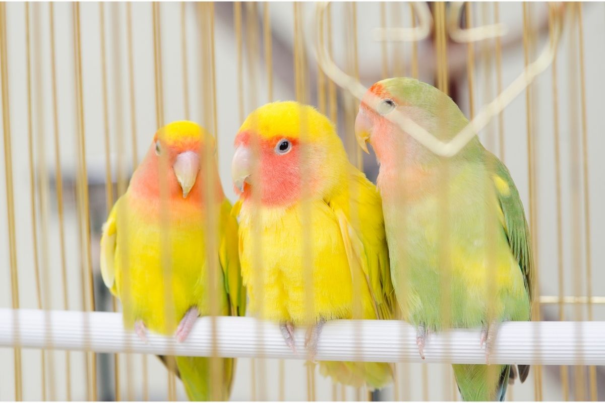 Why Do Parakeets Poop in Their Water Bowl Petsmopolitan