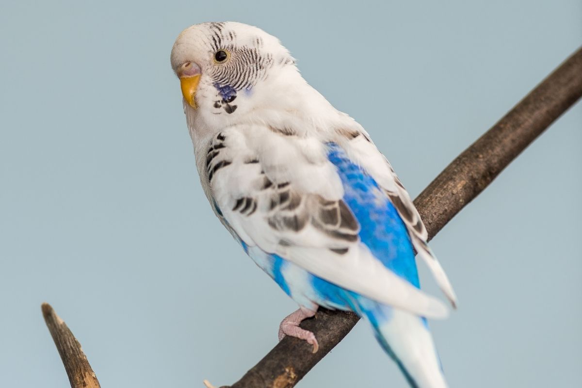 Blue and White Parakeet Perching on a Branch