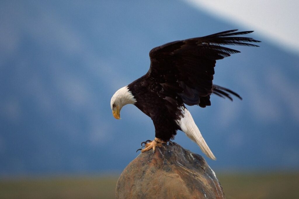 Bald Eagle Perching on Rock