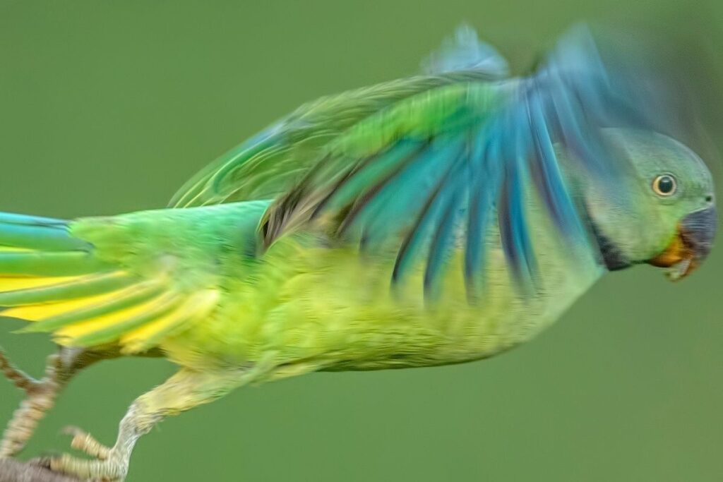 Green Parakeet Flapping Wings