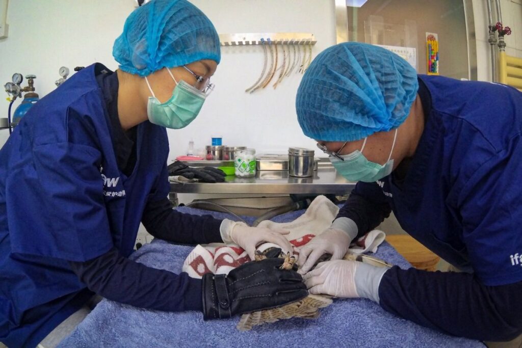 Two Vets Performing Procedure on a Bird