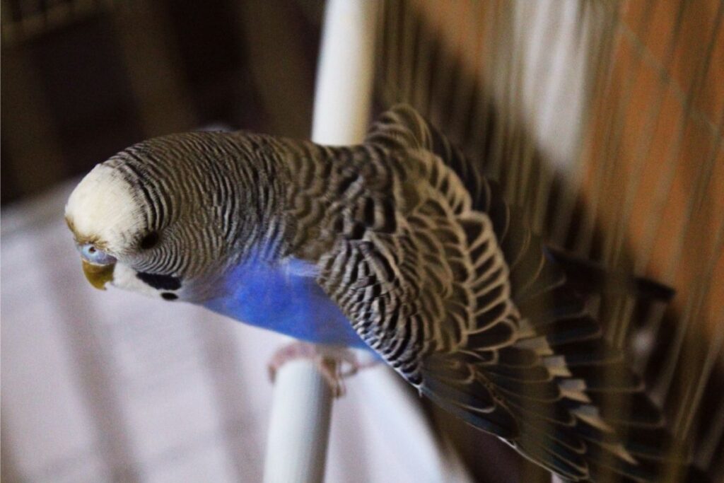 Young Parakeet Spreading Wings