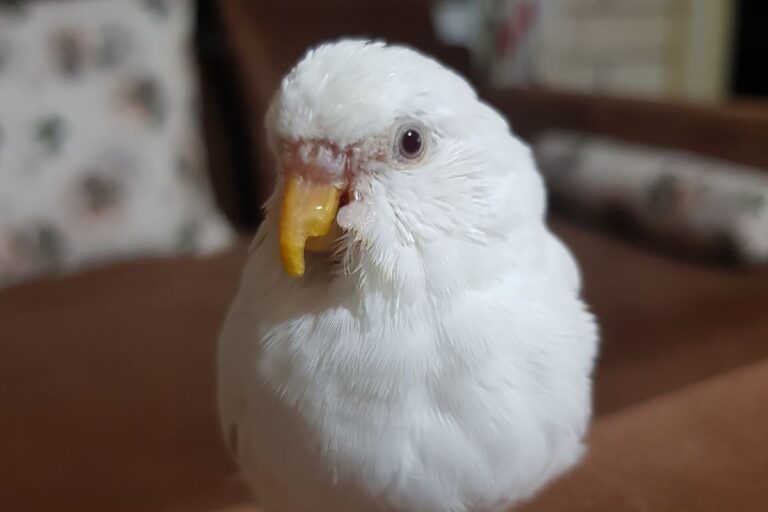 Are Albino Parakeets Rare Petsmopolitan