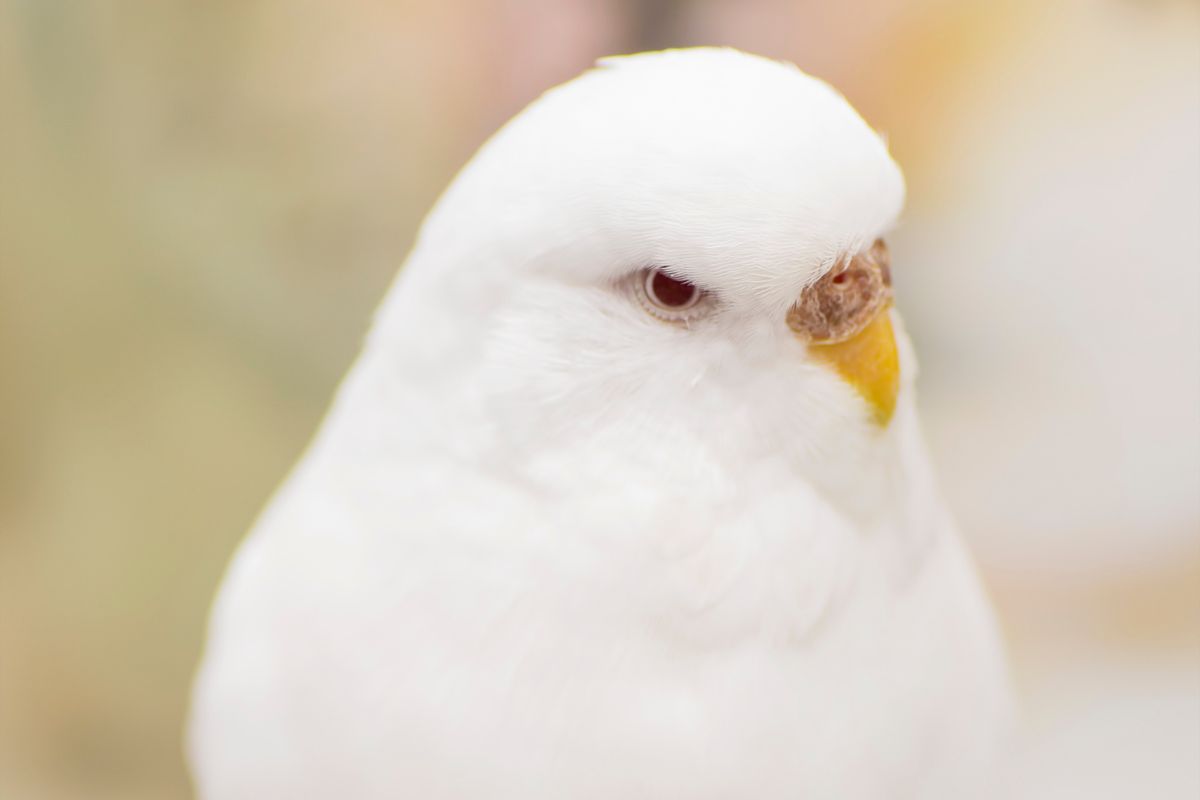 Are Albino Parakeets Rare Petsmopolitan