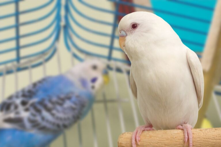 Are Albino Parakeets Rare