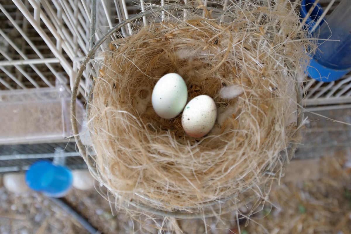 Parakeet Laying Eggs What Should I Do