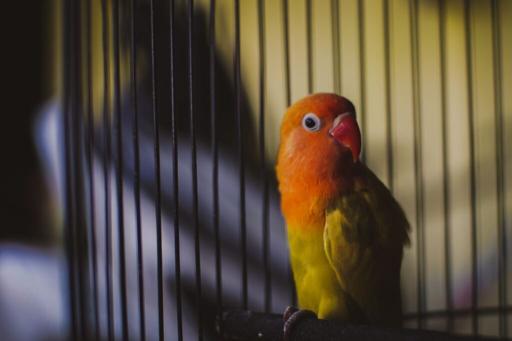 A Bird in a Dark Cage at Night