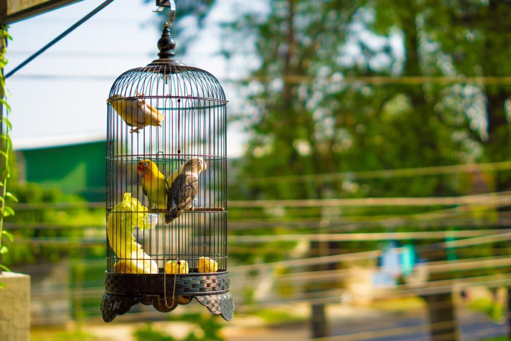 Bird Cage Placed Under the Sun