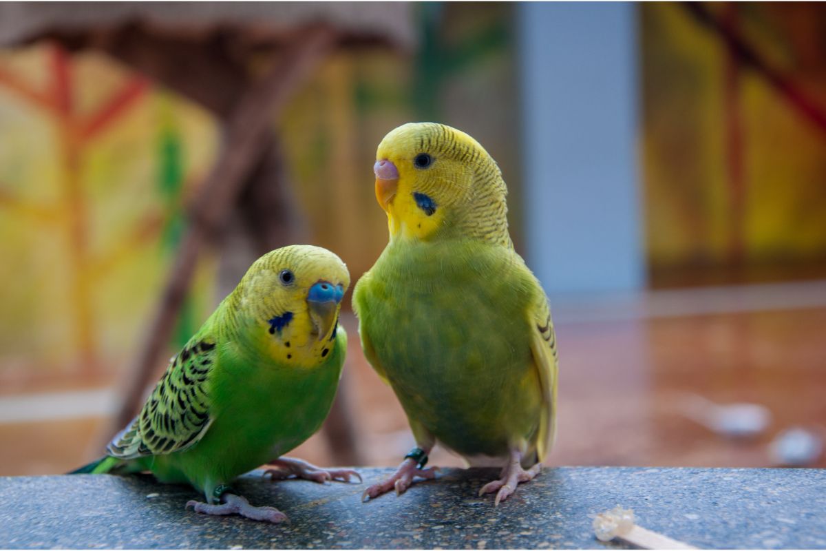 Head Bobbing in Parakeets