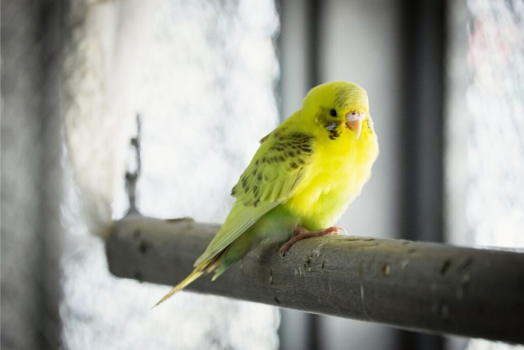 Small Yellow Parakeet Alone