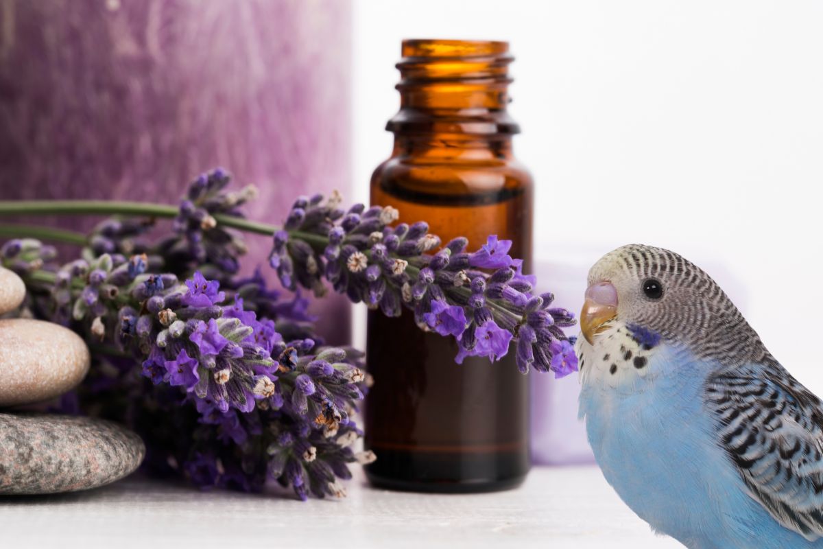 Are Essential Oils Safe for Birds