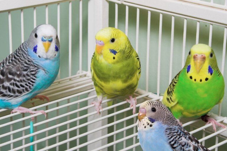 How Can You Tell the Age of a Parakeet