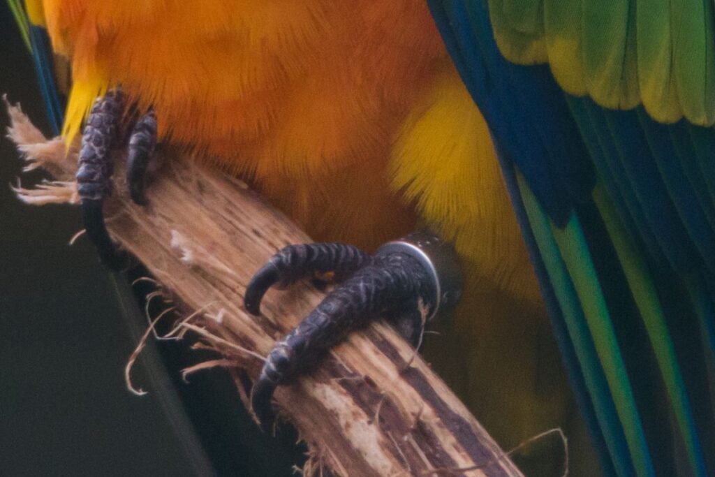 Leg Band on a Parakeet