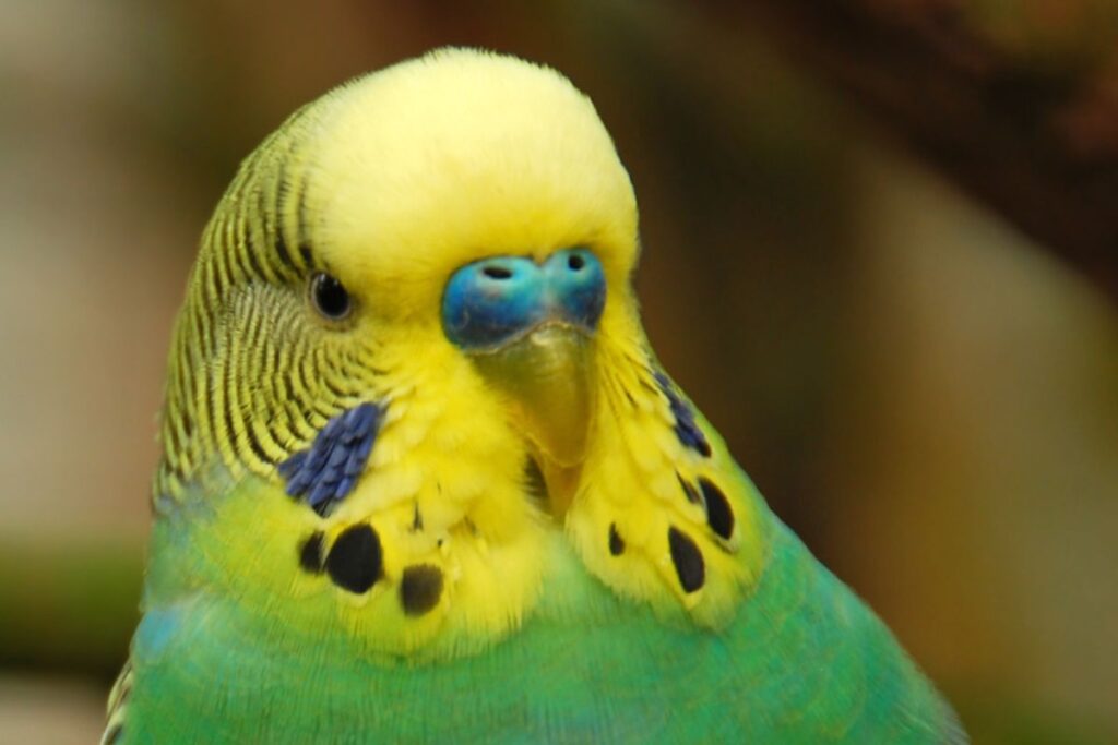 Male Adult Parakeet with Blue Cere