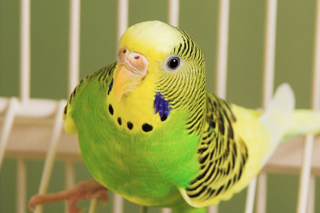 Parakeet Cere Close Up