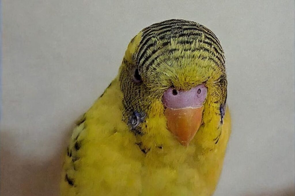 Yellow Baby Parakeet with Striped Cap