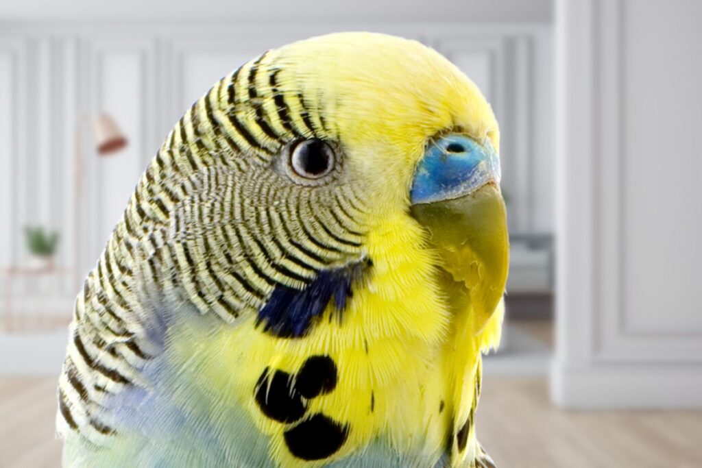 Yellow Male Parakeet with White Iris and Blue Cere