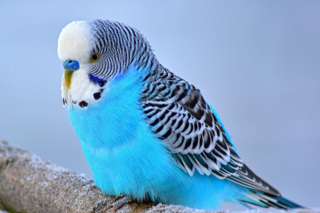 An Overweight Parakeet