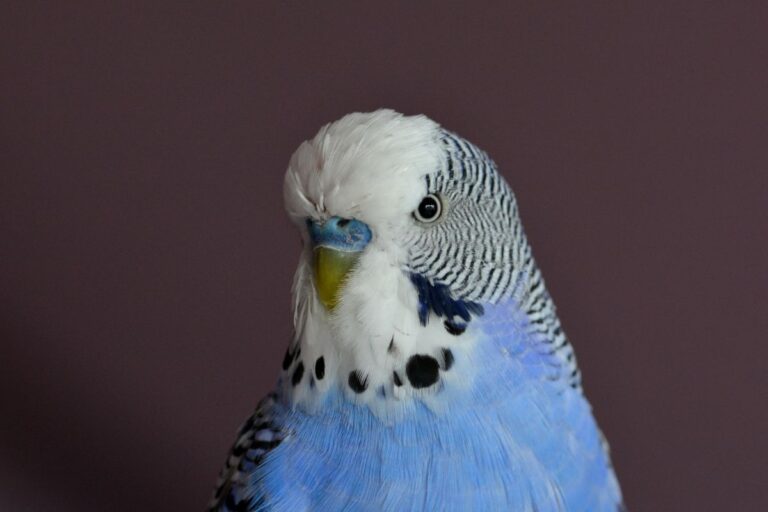 Can a Parakeet Have a Stroke