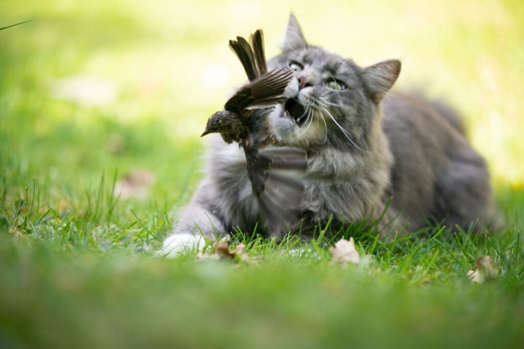 Cat Attacking a Bird