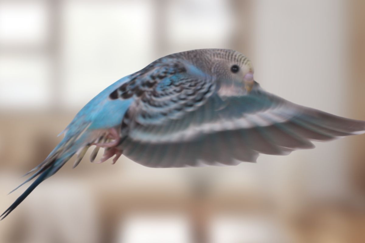 How Fast Do Parakeet Wings Grow Back