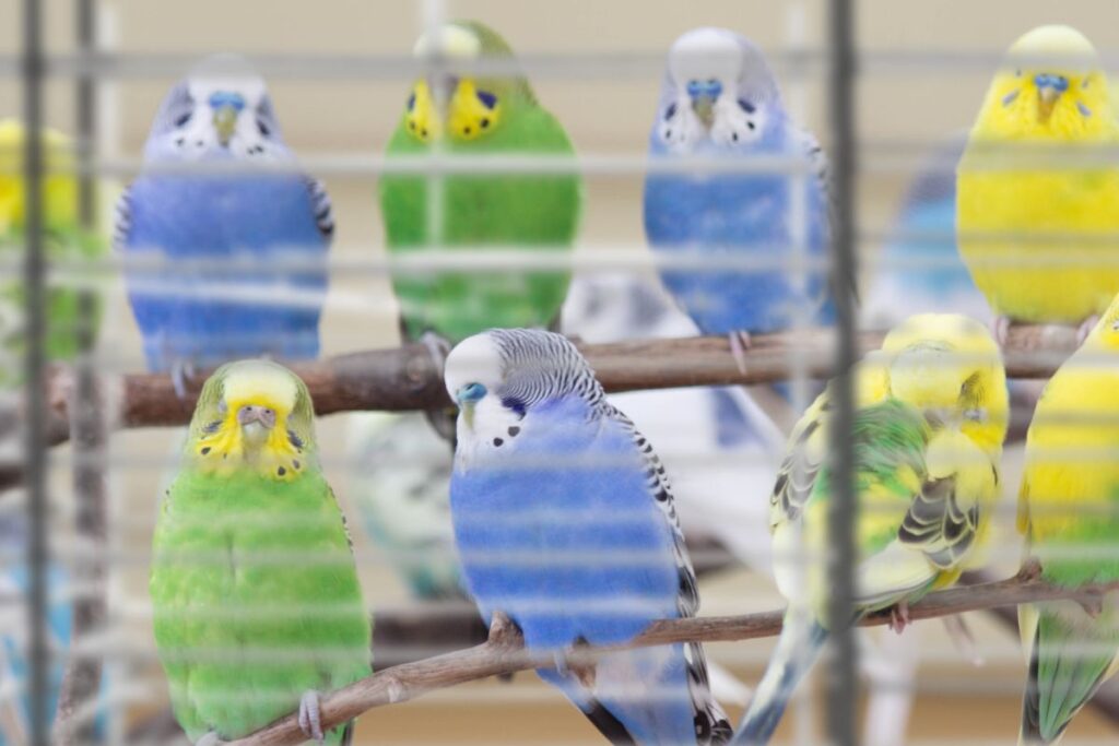 Overcrowding of Parakeets in a Cage