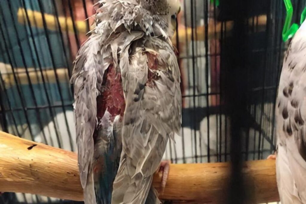Parakeet Losing Feathers