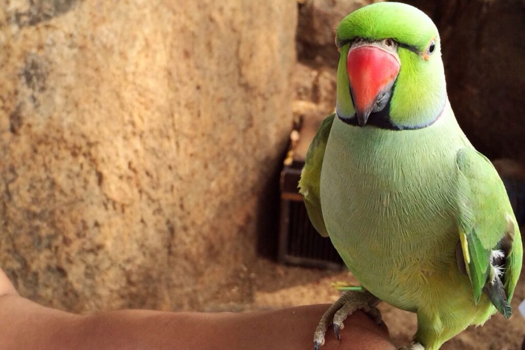 Parakeet with Clipped Wings