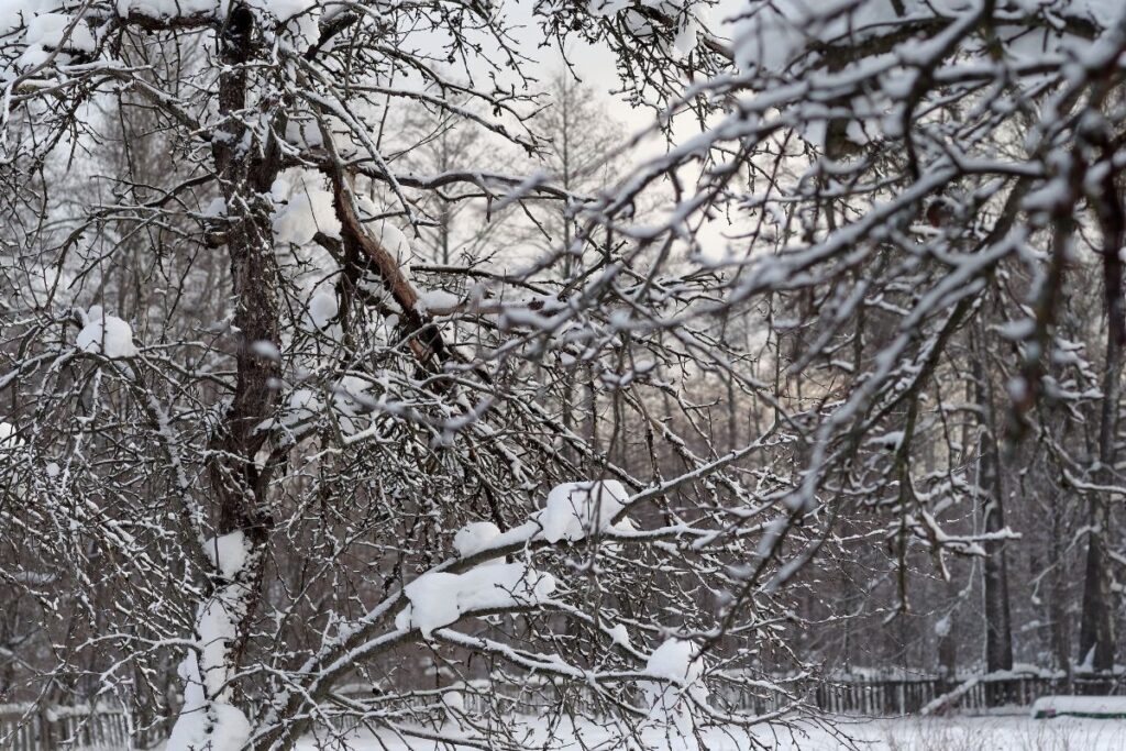 Snowy Day in Backyard